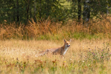 Young fox in its natural habitat in a summer meadow