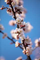 Apricot flowers on a background of blue sky in spring