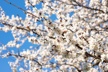 Twigs of blooming sakura with white flowers against a blue sky in early spring