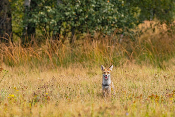 Young fox in its natural habitat in a summer meadow
