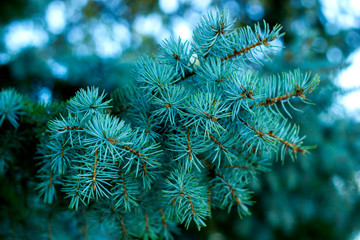 Naklejka na ściany i meble Blue spruce, green spruce, blue spruce, with the scientific name Picea pungens, is a species of spruce tree. Selective focus.