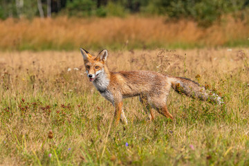 Young fox in its natural habitat in a summer meadow