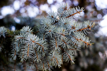 Blue spruce, green spruce, blue spruce, with the scientific name Picea pungens, is a species of spruce tree. Selective focus.