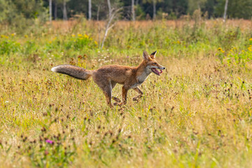 Young fox in its natural habitat in a summer meadow