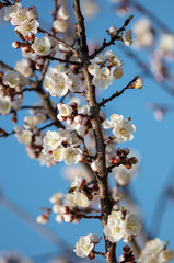 Apricot flowers on a background of blue sky in spring