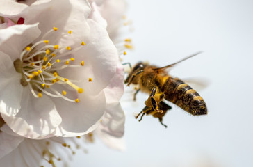 A bee collects honey from a flower