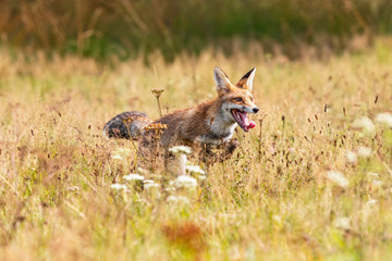Young fox in its natural habitat in a summer meadow