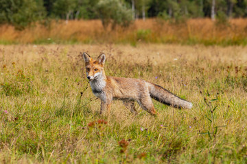 Young fox in its natural habitat in a summer meadow