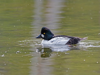 Male common goldeneye on the water. The common goldeneye (Bucephala clangula) is a medium-sized sea duck. 