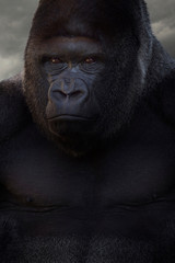 Fototapeta na wymiar Gorilla, silverback gorilla in captivity