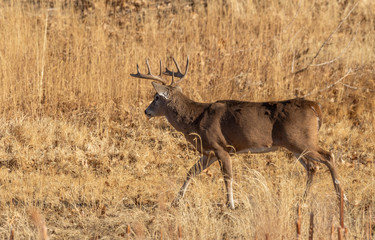 Buck Whitetail Deer in Colorado in Autumn