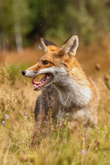 Young fox in its natural habitat in a summer meadow