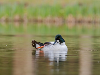 Male common goldeneye on the water. The common goldeneye (Bucephala clangula) is a medium-sized sea duck. 