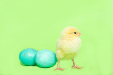 Chicken on a green background with an Easter egg, isolation, place for text