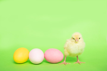 Chicken on a green background with an Easter egg, isolation, place for text