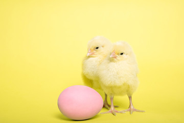 Chicken on a yellow background with an Easter egg, Isolation, Place for text.