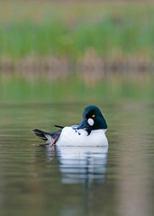 Male common goldeneye on the water. The common goldeneye (Bucephala clangula) is a medium-sized sea duck. 