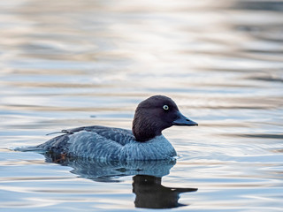 Female common goldeneye on the water. The common goldeneye (Bucephala clangula) is a medium-sized sea duck. 