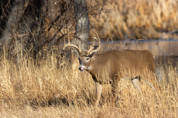 Buck Whitetail Deer in Colorado in Autumn