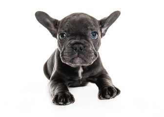 Black French bulldog puppy over a white background