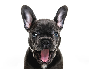 Black French bulldog puppy over a white background yawn