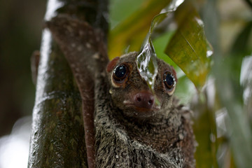 Colugo, flying lemur in the wilderness