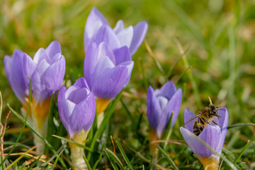 Erste Biene auf Krokus Vorbote des Frühlings