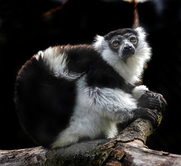 Red ruffed lemur on the branch. Latin name - Varecia variegata rubra