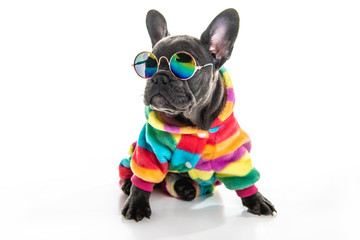 Black French bulldog puppy over a white background with funny glasses