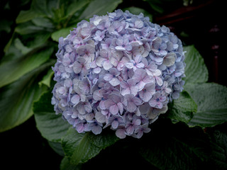 Close up of a lilac hydrangea flower