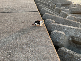 A stray cat that can be raised without receiving a fish.