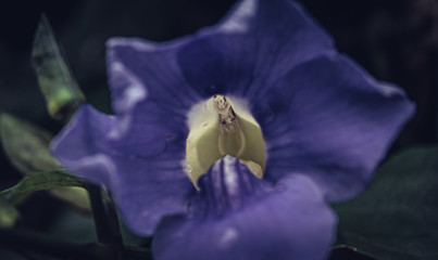 blue orchids close-up with white shoe