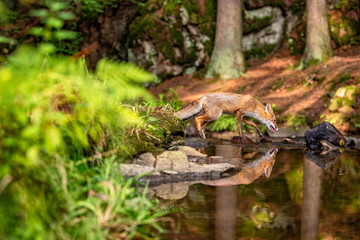 Young fox in its natural habitat in a forest with river