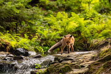 Fototapeta na wymiar Young fox in its natural habitat in a forest with river