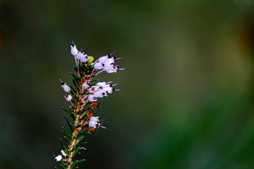 Flor.