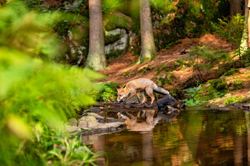 Young fox in its natural habitat in a forest with river
