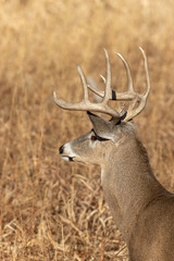 Buck Whitetail Deer in Colorado in Autumn