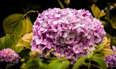 Pink hydrangea in close-up and play of light
