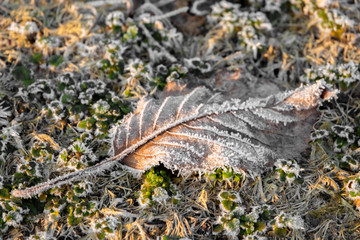 Wiese mit Frost überzogen