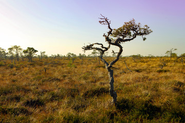 Obraz premium Foggy bog landscape with pink sky in Estonia at Marimetsa area. Scenic Landscape of Marimetsa bog, Estonia. Bog pool in the summer morning. Summer at swamp. Forest trees in pink sunrise