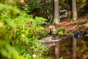 Naklejka na ściany i meble Young fox in its natural habitat in a forest with river