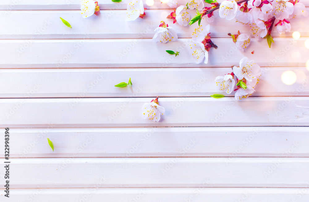 Sticker Easter Spring Blossom on white wooden plank background. Easter Apricot flowers on wood, border art design. Pink blooming tree on wood backdrop closeup. 