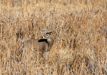 Buck Whitetail Deer in Colorado in Autumn