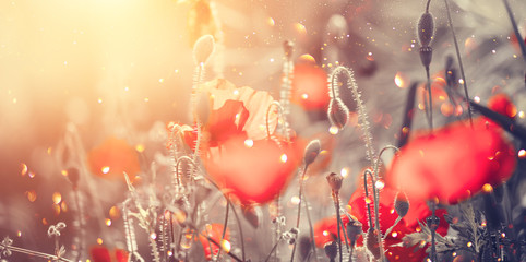 Beautiful Poppy flowers blooming on the field. Beauty background of spring or summer wildflowers,...