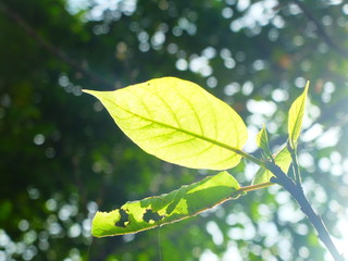green leaves on background of blue sky