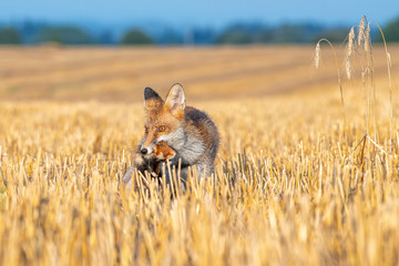 Young fox its natural habitat in a harvested field of wheat with dead hamster in mouth