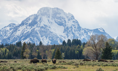 Herd of bison in field of Grand Teton National park, Wyoming ,USA