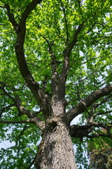 Trunk and crown of a tall oak on a spring day