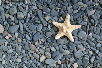 starfish on sea pebbles close-up