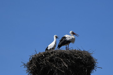 Störche im Nest